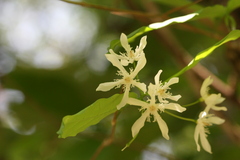 Wrightia tinctoria